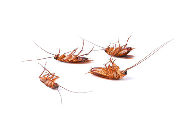 Cockroach isolated on white background.
