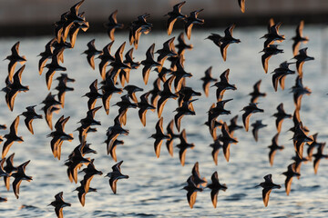 ハマシギの群飛(dunlin)