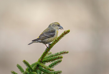  Loxia curvirostra