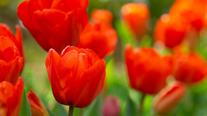 赤いチューリップ