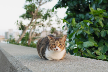 沖縄　北谷　アラハビーチの猫
