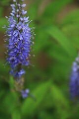 ヤマルリトラノオの花