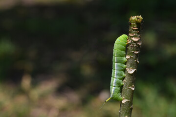 green caterpillars or glass worm  crawling on a branch with blurred background . 