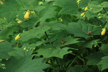 キレンゲショウマの花