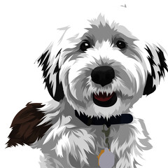 dog on white background