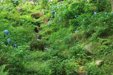 ヒメアジサイが咲く神戸・六甲高山植物園(8月)