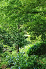 ヒメアジサイが咲く神戸・六甲高山植物園(8月)