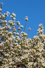 Branches of a lush white apple tree against the blue sky