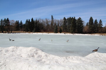 Life On The Frozen Lake, William Hawrelak Park, Edmonton, Alberta