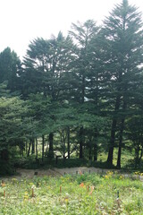 ニッコウキスゲ、オミナエシが咲く神戸・六甲高山植物園(8月)