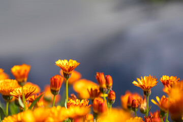 Selective focus. Orange flowers of Calendula Pot marigold close-up on a blurred background