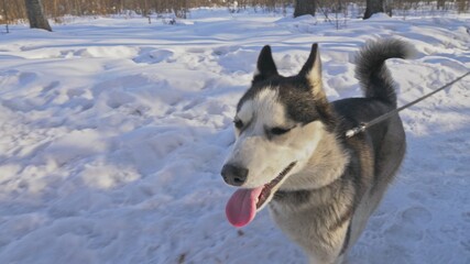 Woman and small child walking running in winter forest with of husky dog. Young mother with daughter in park with huskies dog. Friendship pet human.