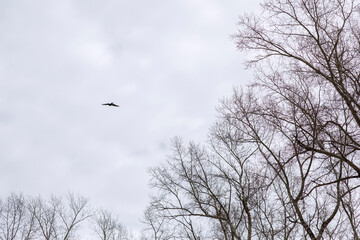 Eagle flies high in the sky against the background of the clouds and branches of trees. Horizontal photo of nature. 