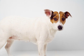 Jack Russell Terrier dog on a white background. Pet training. overweight pet.