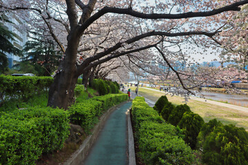 Cherry blossom Blooming in Oncheoncheon Stream, Busan, South Korea, Asia.