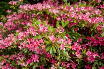 Beautiful blooming pink Azalea - flowering shrubs in the genus Rhododendron