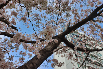 Cherry blossom Blooming in Oncheoncheon Stream, Busan, South Korea, Asia.