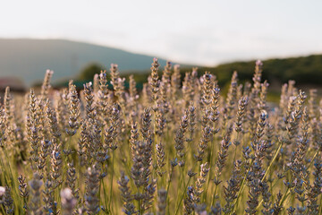 Blooming lavender flowers on the field on a sunny summer day with mountains in background