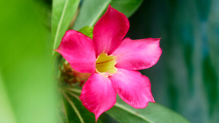 pink tulip flower