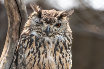 Eagle Owl Winking