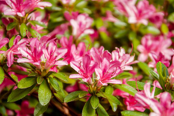 Beautiful blooming pink Azalea - flowering shrubs in the genus Rhododendron