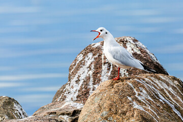 Möwe