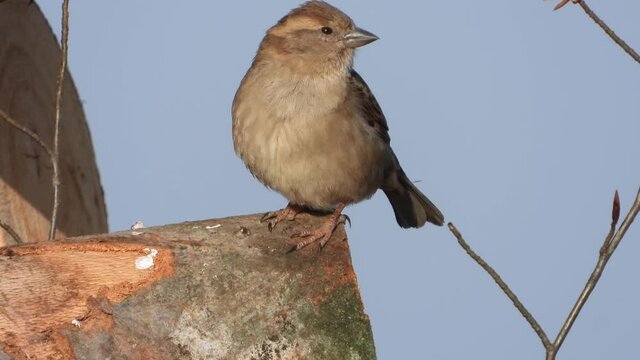 Haussperling (Passer domesticus) 