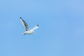Möwe