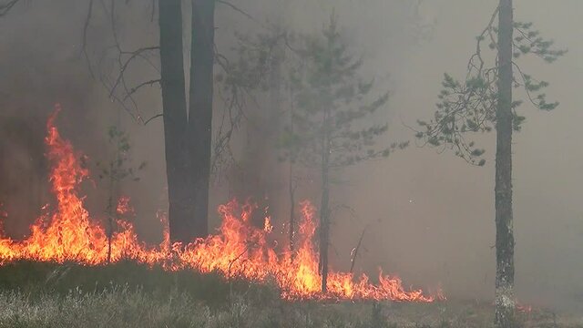 Catastrophe Disaster in nature The forest fire is raging.  Wild top big flame burns coniferous trees.
