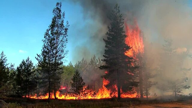 Catastrophe Disaster in nature The forest fire is raging.  Wild top big flame burns coniferous trees.