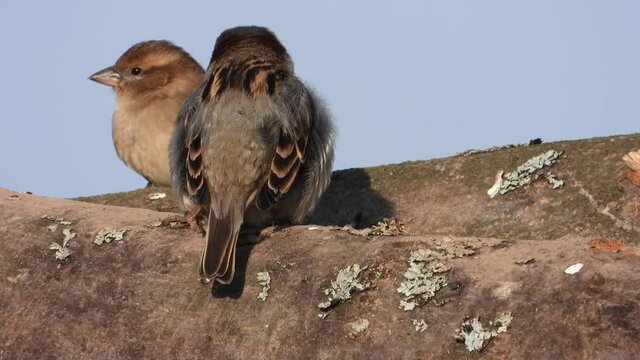Haussperling (Passer domesticus) 