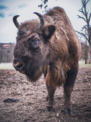 Bison auf der Wiese