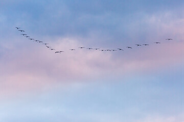 Kranich Flugbilder