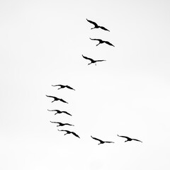 Kranich Flugbilder