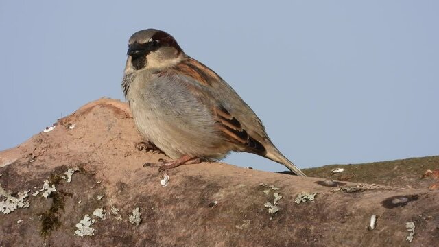 Haussperling (Passer domesticus) 