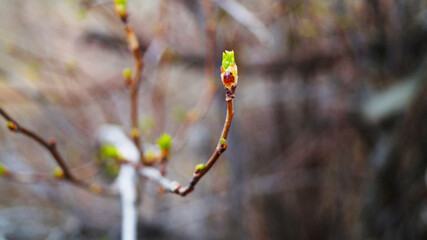 buds on a branch