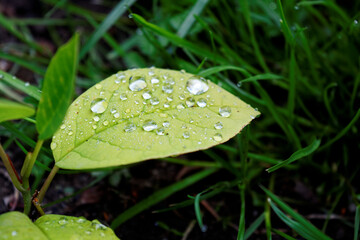 Liść rosa © nataliakania