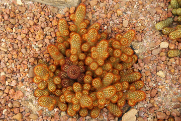 Closeup Cactus Plant or Call Mammillaria elongata the gold lace cactus or ladyfinger cactus, is a species of flowering plant in the family Cactaceae. Nature Tropical Plant backdrop Gardens