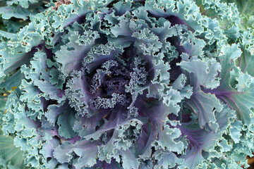 Macro Green Cabbage Ornamental and Purple Cabbage Ornamental in the garden  , Floral backdrop and...