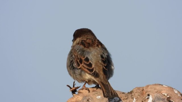 Haussperling (Passer domesticus) 