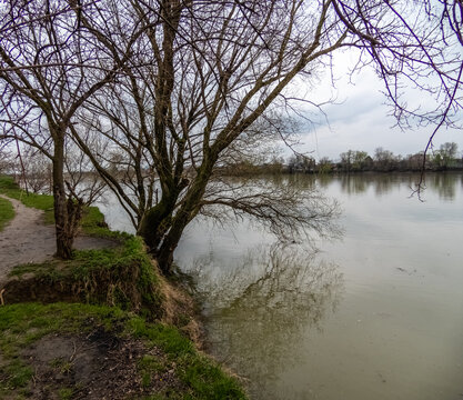a path and a big tree on the bank of the Kuban River during a flood on a spring cloudy day began in April