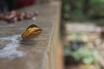 Butterfly on the rock