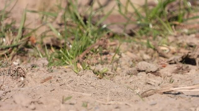 Haussperling (Passer domesticus) 