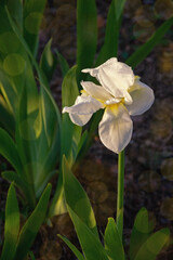 Spring flowers. White flower of iris in garden. Bokeh