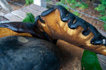 Thaeogyroporus porentosus,Large mushroom,Mushrooms from the forest in the rainy season