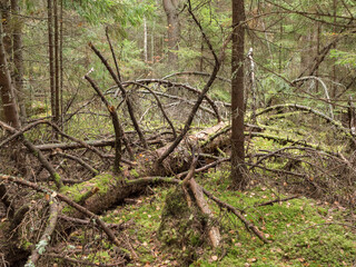 Fallen rotting spruce tree in coniferous forest