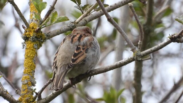 Haussperling (Passer domesticus) 
