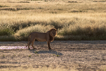 Male lion at waterhole during sunrise in Kgalagadi kalahari, South Africa 