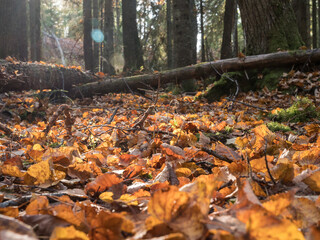 Fallen leaves in lime tree forest in autumn