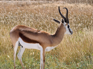 South African Springbok in Kgalagadi kalahari, South Africa 